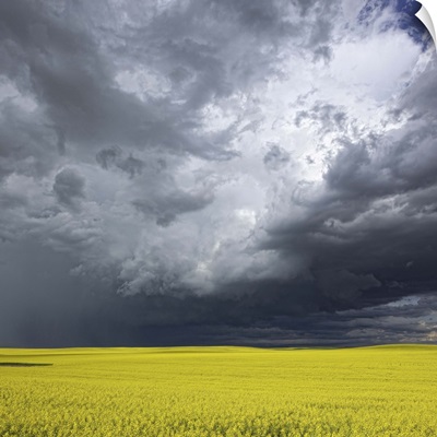 Storm clouds gather over a sunlit canola field in southern Alberta, Alberta, Canada