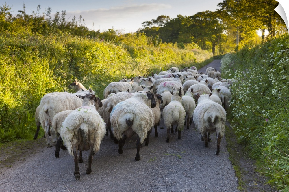 Stray sheep block a narrow country lane.