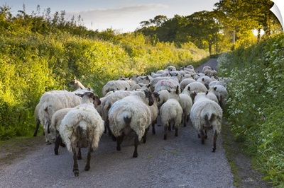 Stray Sheep Block A Narrow Country Lane