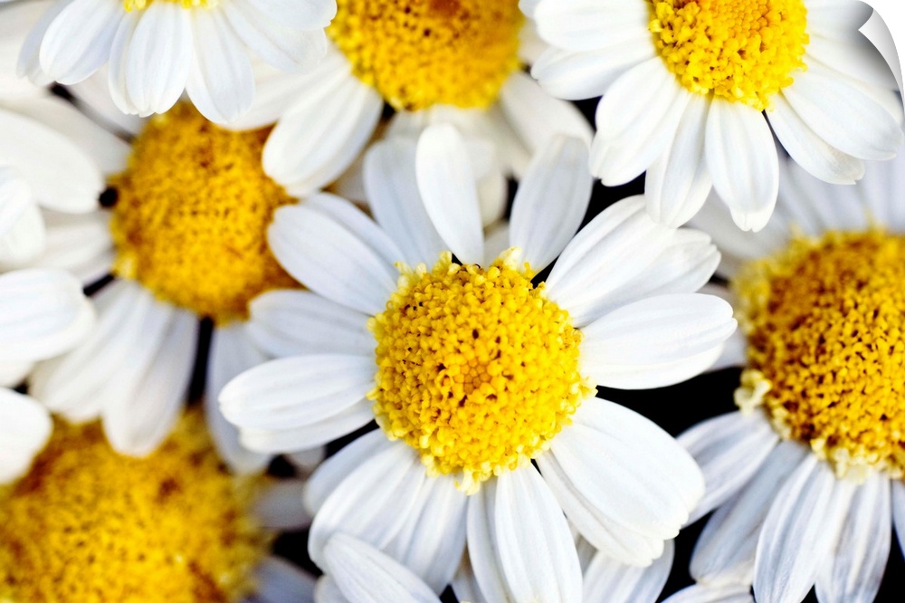 Close up photograph of several bright daisies.