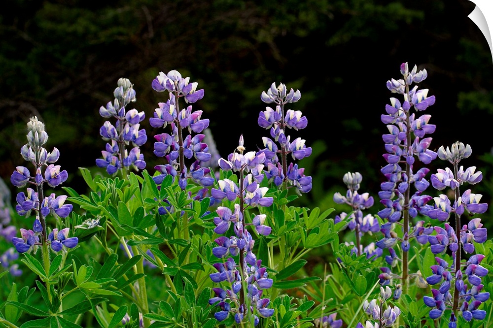 Close up of Lupine Wildflowers in Bloom SC AK Summer