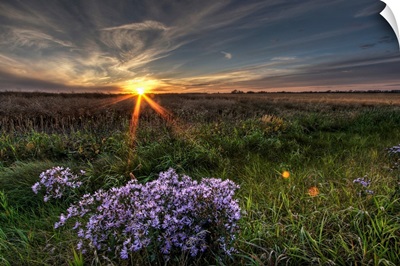 Summer Sunset Over Prairie Wildflowers, Alberta, Canada