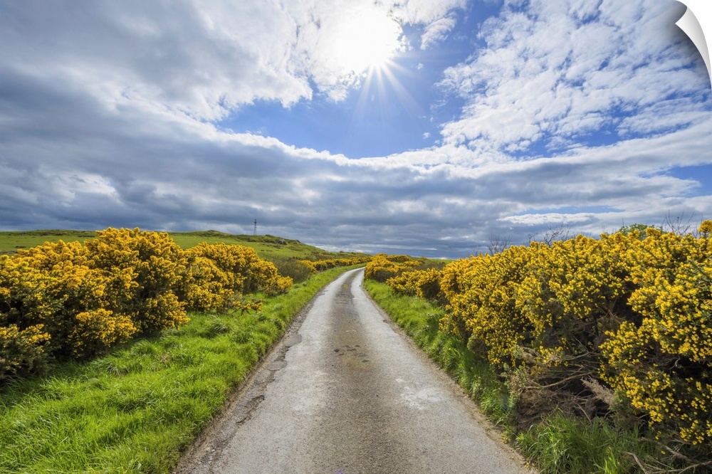 Sun over fields and road through countryside in springtime lined with common gorse in Scotland, United Kingdom