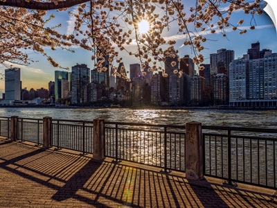 Sun Setting Behind Cherry Blossoms, New York