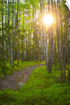 Sun Setting Behind Trees And Over A Path In Bicentennial Park, Alaska