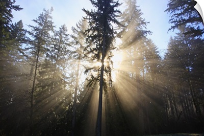 Sun Shining Through Morning Fog And Trees; Happy Valley, Oregon, USA