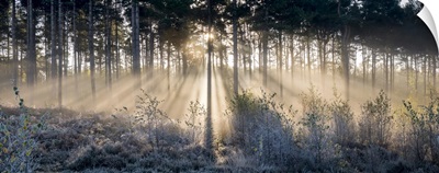 Sunbeams Shine Through Trees To A Frosty Ground, Surrey, England