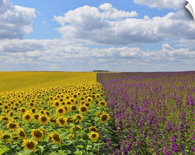 Sunflower And Mallow Field, Arnstein, Main-Spessart, Franconia, Bavaria, Germany