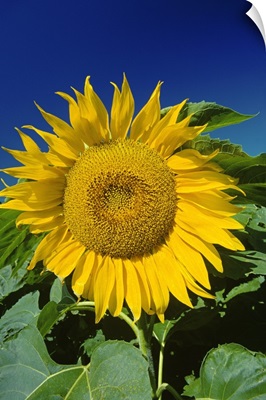 Sunflower Blossom, Altona, Manitoba, Canada