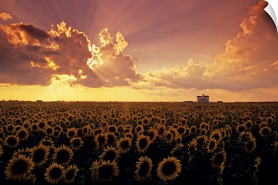 Sunflower Field With Grain Elevator And Dramatic Clouds, Manitoba, Canada
