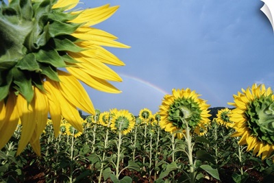 Sunflowers And Rainbow; France