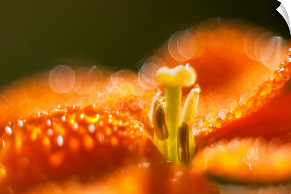 Sunlight reflects from morning dew on a flower. Astoria, Oregon, United States of America.