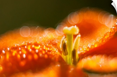 Sunlight reflects from morning dew on a flower, Astoria, Oregon