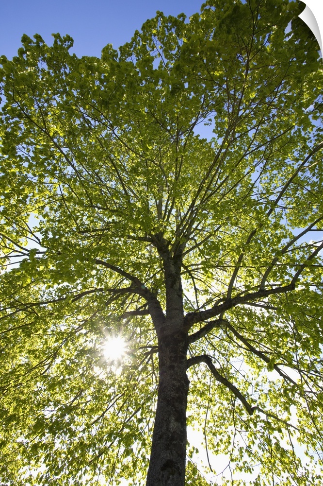 Sunlight Shining Through A Tree, Oregon