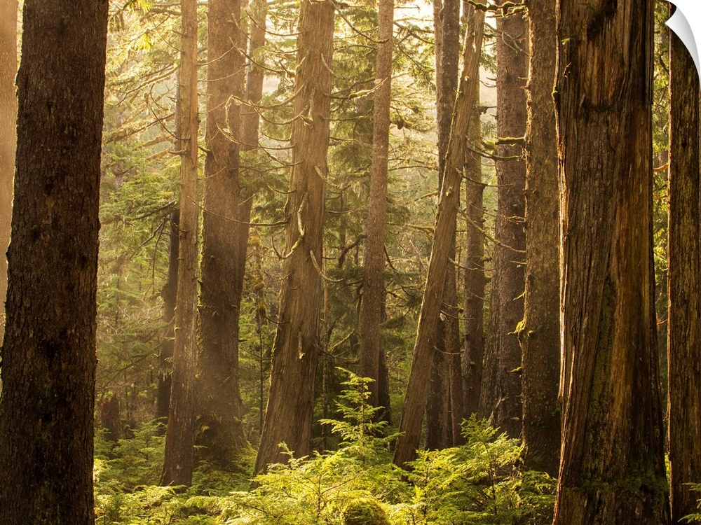Sunlight streams through the rainforest of Naikoon Provincial Park which is on Haida Gwaii. British Columbia, Canada.