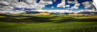 Sunlit Rolling Hills With Green Grain Fields And White Puffy Clouds, Palouse, Washington