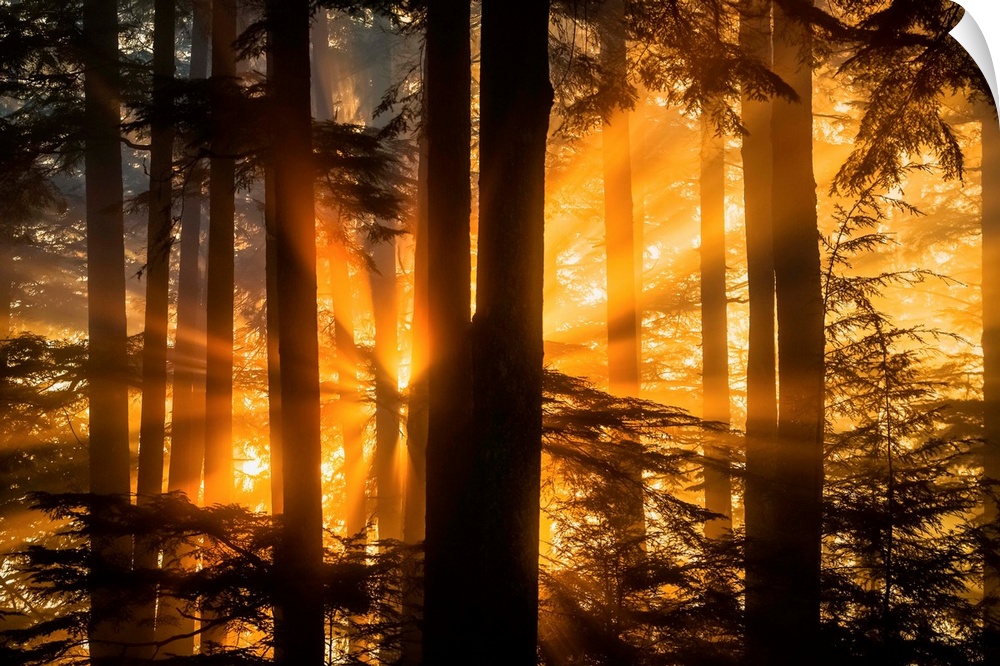 Sunrays peak through fog and the trees of the Tongass National Forest, Juneau Alaska