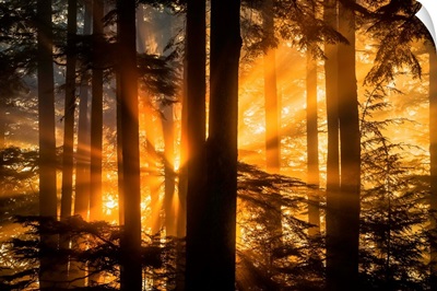 Sunrays peak through fog and the trees of the Tongass National Forest, Juneau Alaska