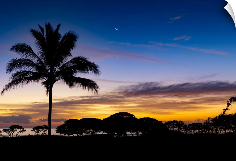 Sunrise and silhouetted palm tree along the Pacific Ocean; Kauai, Hawaii, United States of America