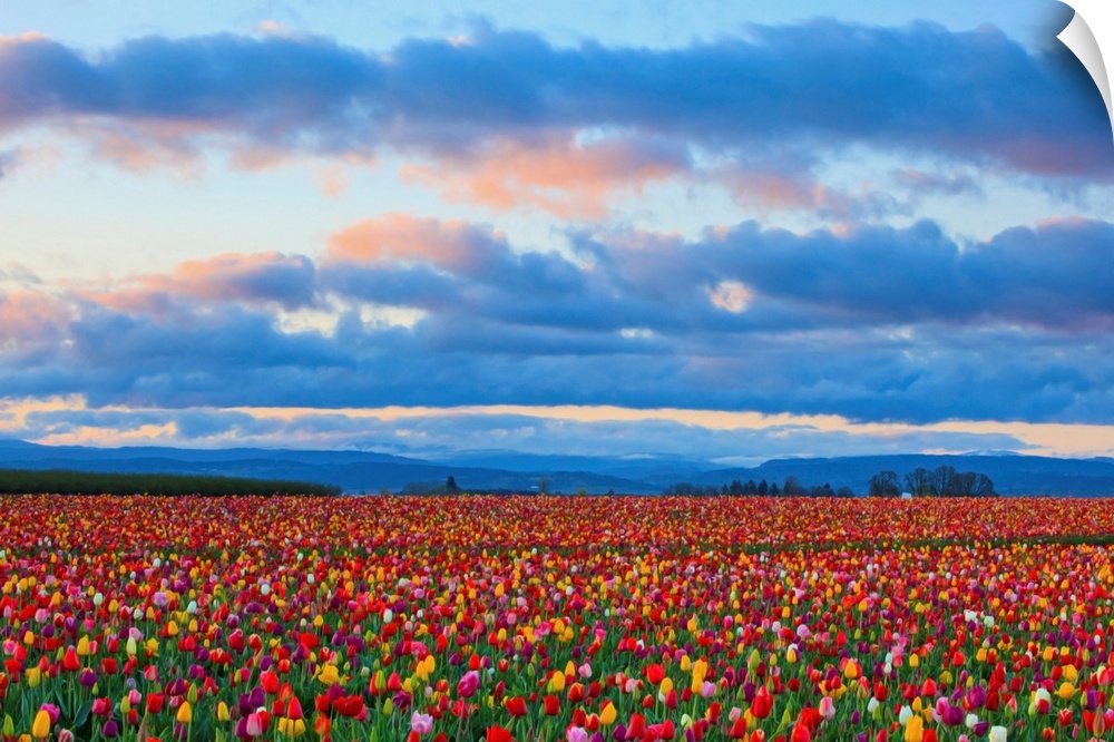 Sunrise Over A Tulip Field At Wooden Shoe Tulip Farm, Woodburn, Oregon