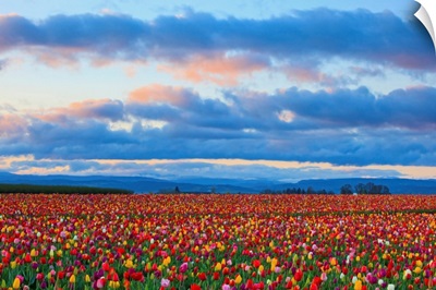 Sunrise Over A Tulip Field At Wooden Shoe Tulip Farm, Woodburn, Oregon