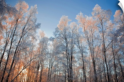 Sunset light shining through hoarfrost covered birch trees in Russian Jack Park