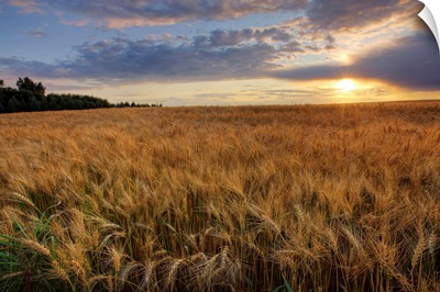 Sunset Over Field Of Ripe Barley, Alberta, Canada