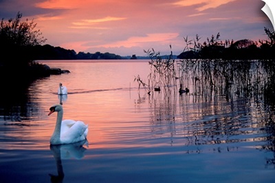 Swan at Sunset on Lough Leane, Killarney National Park, County Kerry, Ireland