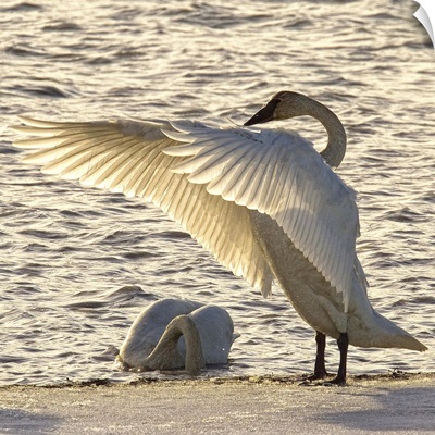Swan Fanning Its Wings On The Ice Along The Tagish River, Yukon, Canada