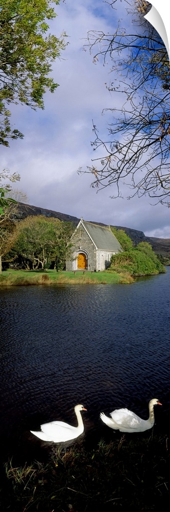 Swans near Chapel At Gougane Barra, County Cork, Ireland