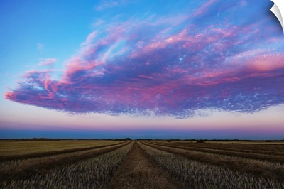 Swathed Canola Field At Sunset With Glowing Pink Clouds, Legal, Alberta, Canada