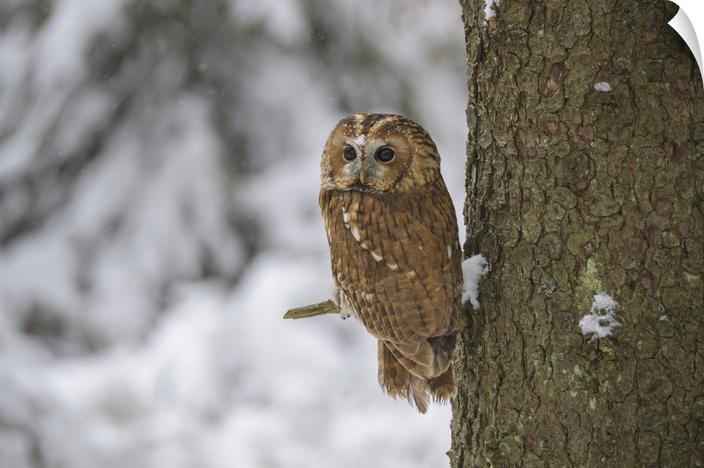 Tawny Owl, Strix aluco, in winter