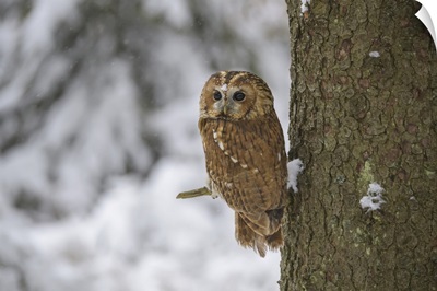 Tawny Owl In A Tree In Winter, Europe