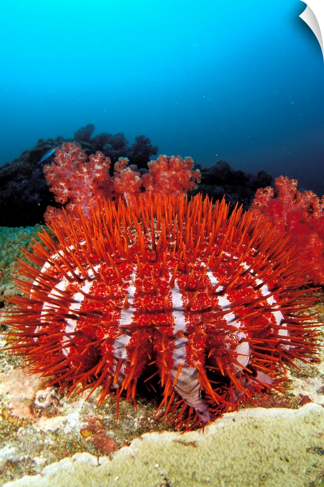 Thailand, Reef Scene With Crown-Of-Thorns Starfish