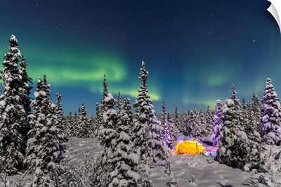 The Aurora Borealis dances over the top of a tent, interior Alaska, Gakona