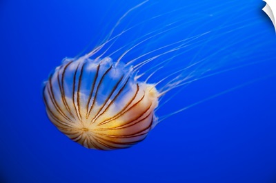 The compass jellyfish, Chrysaora hysoscella