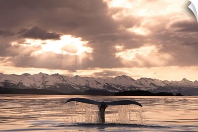 The Fluke Of A Humpback Whale Rises Out Of The Water, Southeast Alaska
