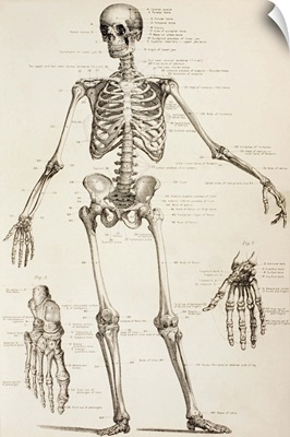 The Human Skeleton. From The Household Physician, Published Circa 1890