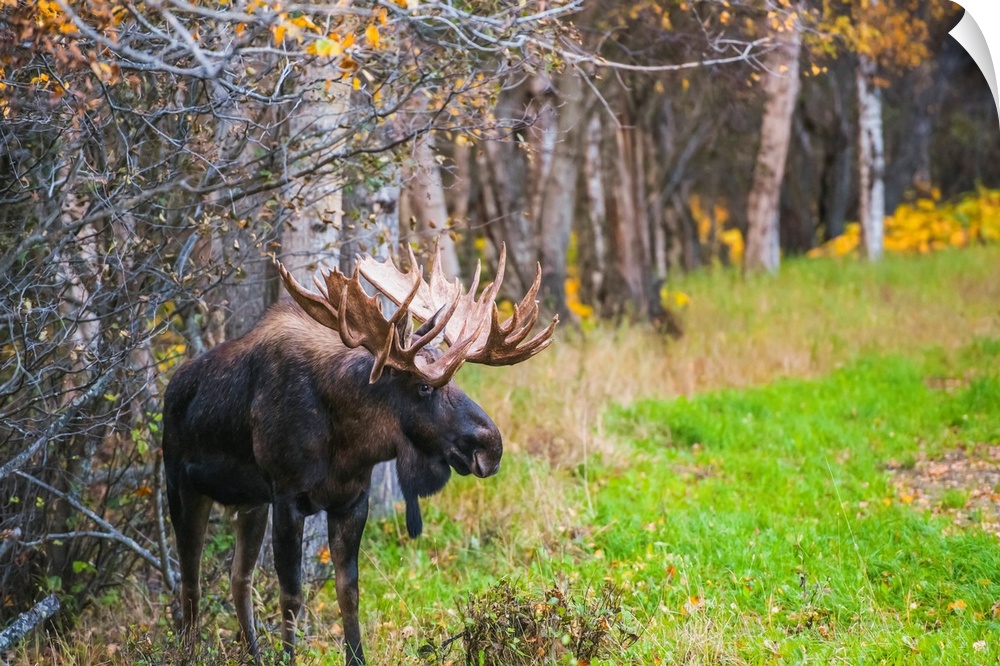The large bull moose known as Hook who roams in the Kincade Park area is seen during the fall rut, South-central Alaska, A...