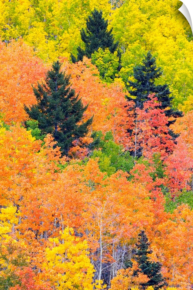 The leaves of a forest change colors in autumn.