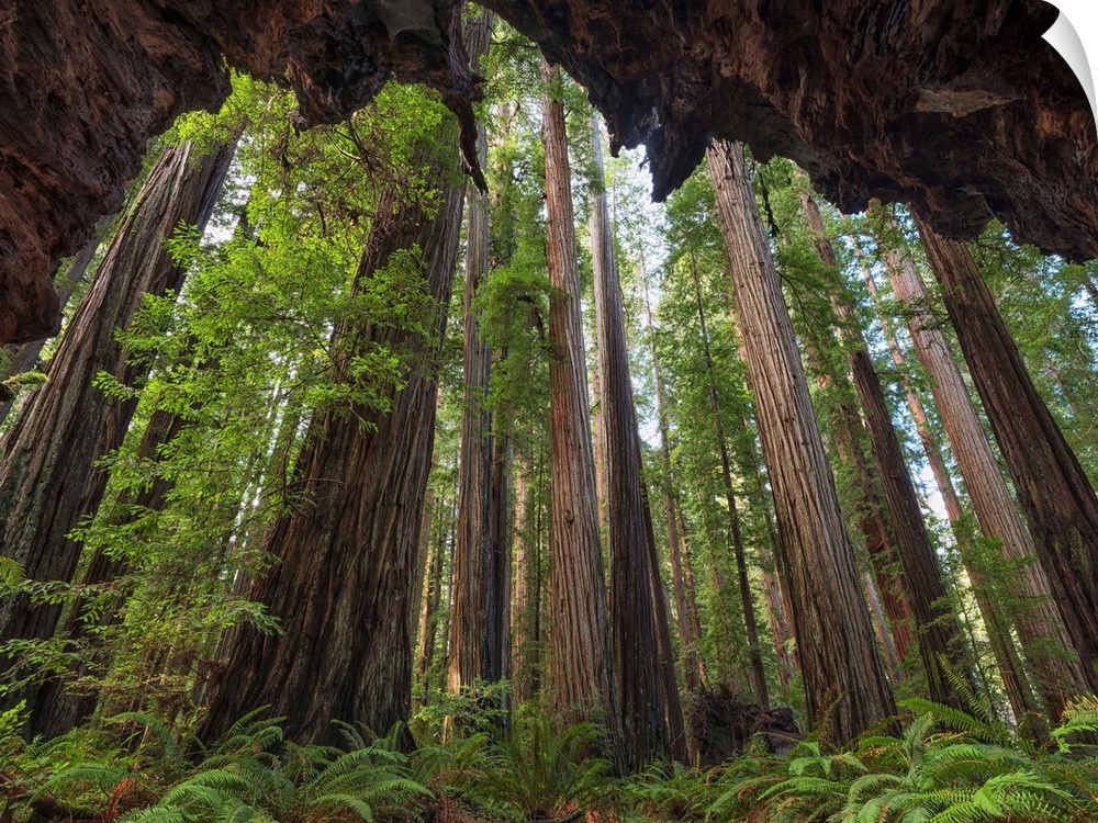 The Redwoods of northern California are an amazing place to explore. The trees stretch skyward for what seems an eternity;...