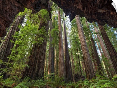 The Redwoods Of Northern California, Klamath, California