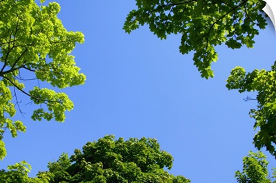 The Sky Through Trees