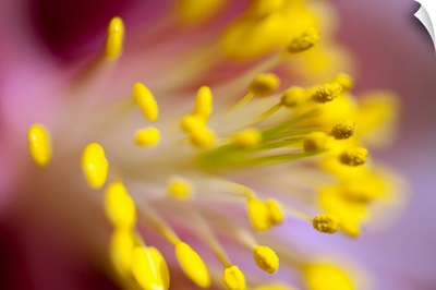 The Stamen Of A Flower
