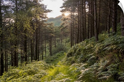 The Sun Bursts Through Trees Lining A Path Near Inverie, Scotland, Inverie, Scotland