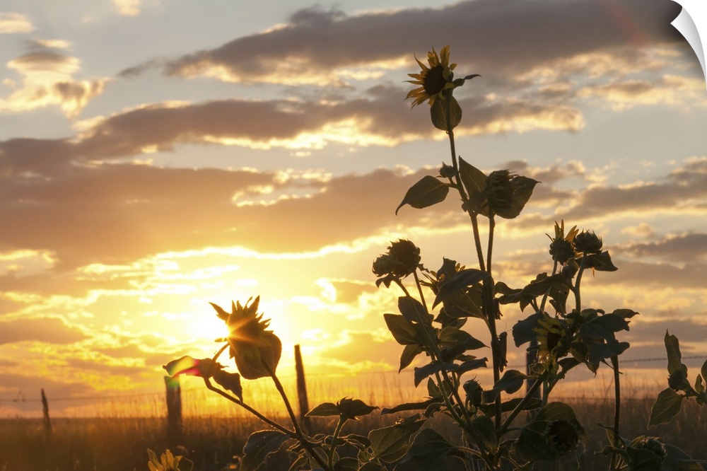 The sun sets behind sunflowers. Kadoka, South Dakota