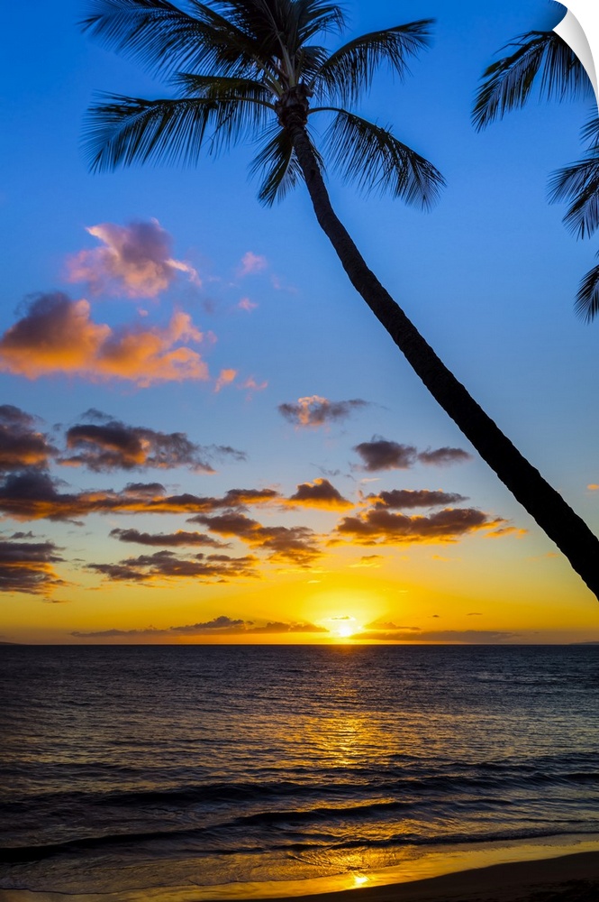 The sun setting through silhouetted palm trees; Wailea, Maui, Hawaii, United States of America