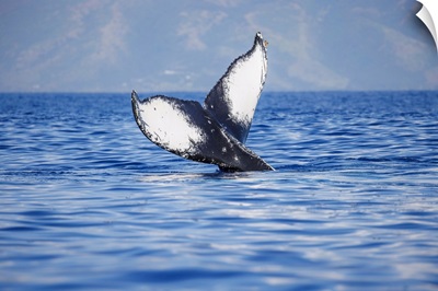The Tail Of A Humpback Whale Seen Off The Coast Of Molokai, Hawaii
