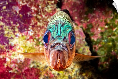 The Violet soldierfish, Lattice soldierfish, Yap, Micronesia