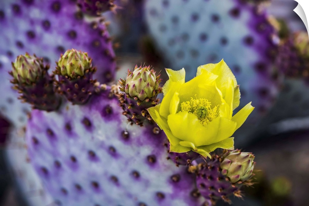 The pollen laden center in the yellow bloom of a Prickly Pear Cactus (Opuntia) flower and future buds; Arizona, United Sta...